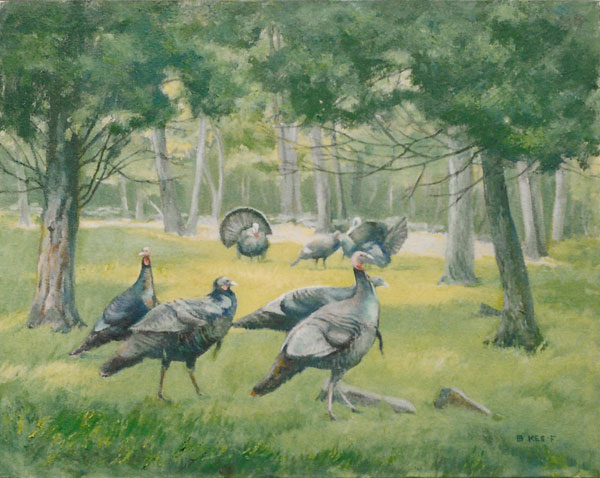 Season of the Wild Turkeys